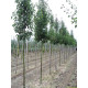 Sierpeer, Pyrus cal. Chanticleer