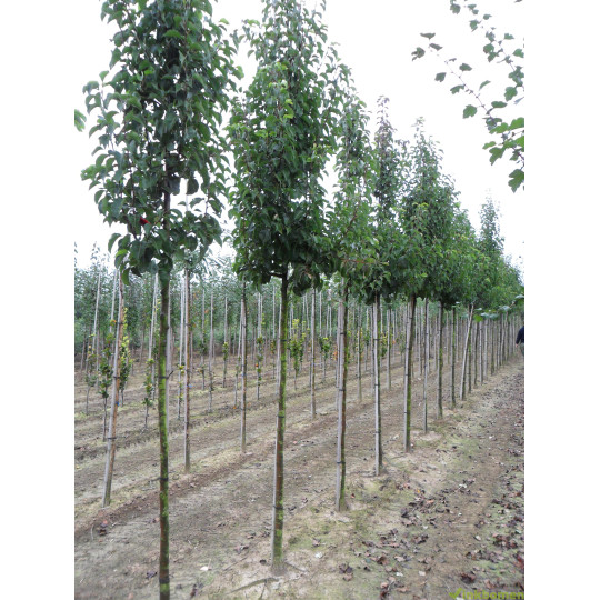 Sierpeer, Pyrus cal. Chanticleer
