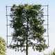 leirek thuja brabant