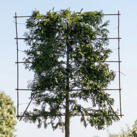 leirek thuja brabant
