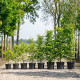 afmeting groene beukenhaag