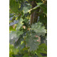 Wintereik, Quercus Petraea