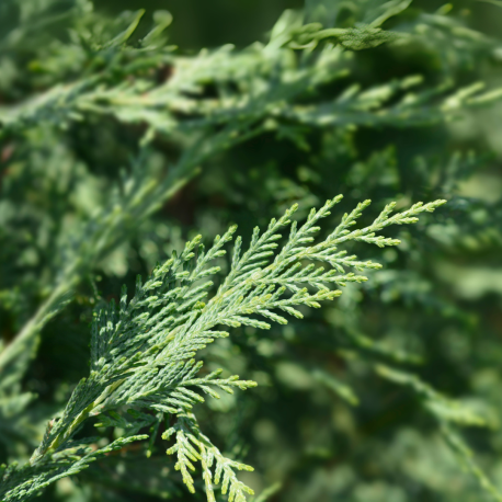 naald italiaanse cipres