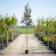 quercus ilex boom