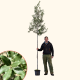 quercus ilex boom