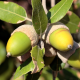 quercus ilex eikels