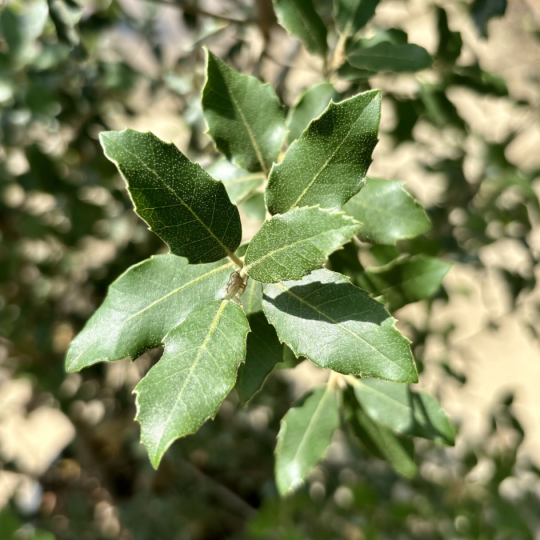 quercus ilex blad