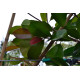 Leiphotinia