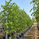 Liquidambar styraciflua kwekerij