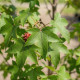 Liquidambar styraciflua blad