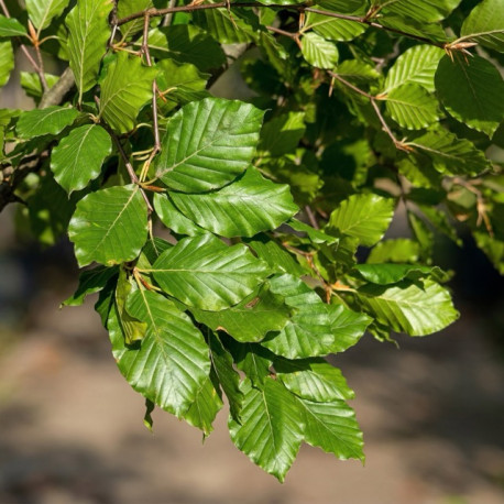 Groene beuk, Fagus Sylvatica blad