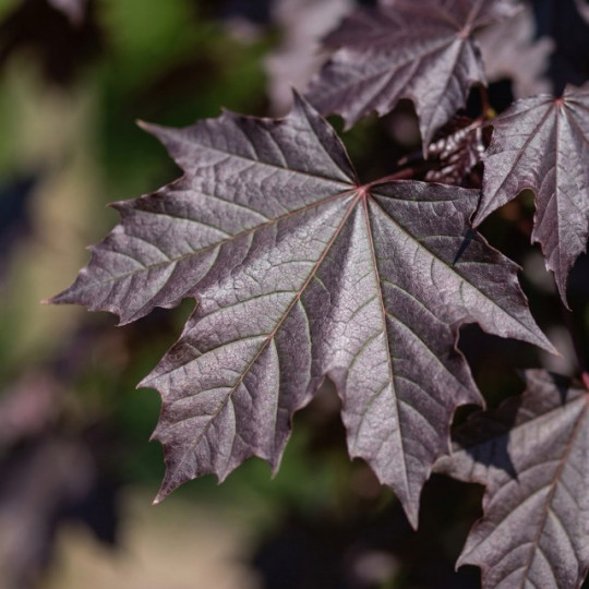 Acer platanoides Royal Red, Rode esdoorn blad