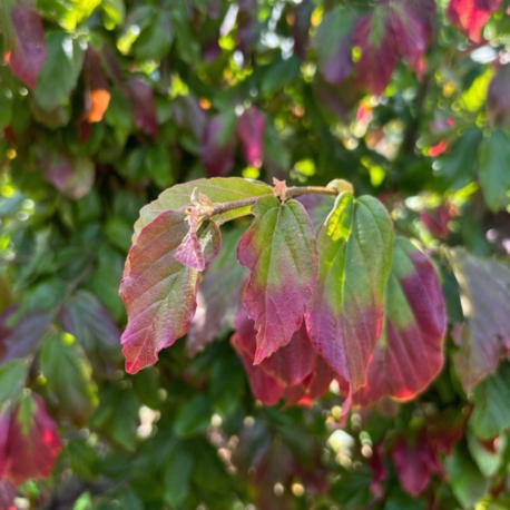 parrotia persica meerstammig blad