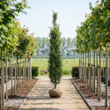 Carpinus betulus Fastigiata