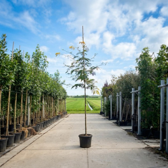 Gleditsia triacanthos Sunburst