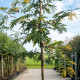Gleditsia triacanthos Sunburst