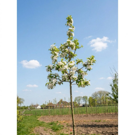 Malus red Sentinel, Sierappel