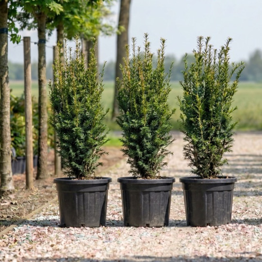 Taxus Baccata