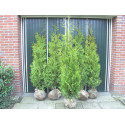 Thuja Brabant, Coniferen