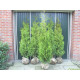 Thuja Brabant, Coniferen