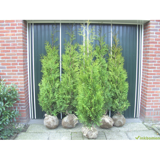 Thuja Brabant, Coniferen