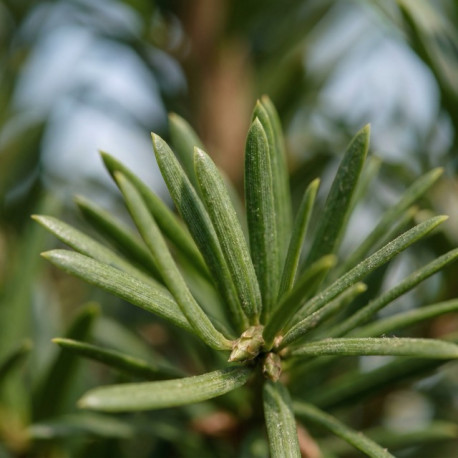 Taxus Baccata detail