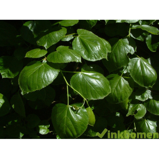 Tilia europea Euchlora, krimlinde