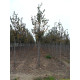 Tilia europea Pallida, Koningslinde
