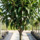 portugese laurier op stam blad