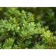 Buxus Sempervirens