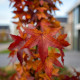 blad zuilamberboom