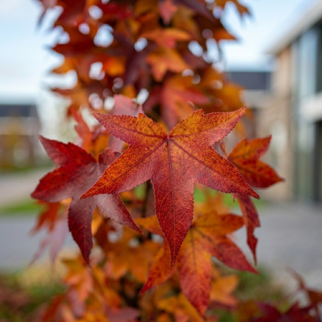 blad zuilamberboom