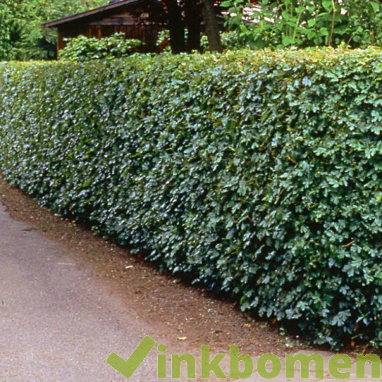 Acer campestre, veldesdoorn