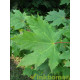 Acer platanoides, noorse esdoorn