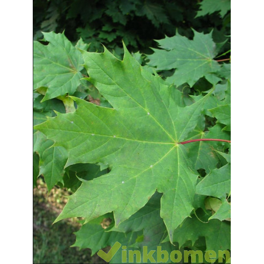 Acer platanoides, noorse esdoorn