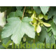 Acer pseudoplatanus, bergesdoorn