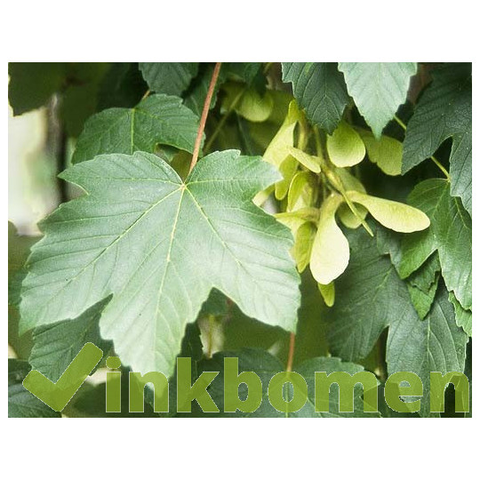 Acer pseudoplatanus, bergesdoorn