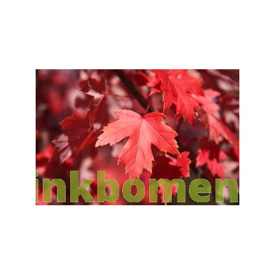 Acer Rubrum, rode esdoorn