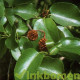 Alnus cordata, hartbladige els