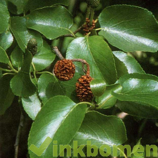 Alnus cordata, hartbladige els