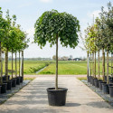 treuriep