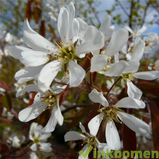 Amelanchier lamarckii, krentenboom