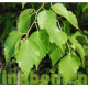 Betula papyrifera, papierberk