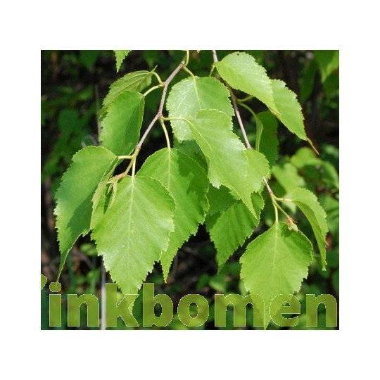 Betula papyrifera, papierberk