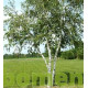 Betula papyrifera, papierberk