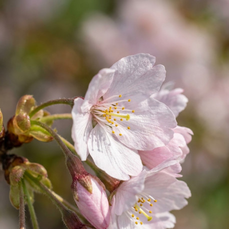 bloesem Prunus serrulata 'Amanogawa'