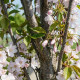 groeiwijze Prunus serrulata 'Amanogawa'
