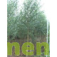 Betula pendula, ruwe berk