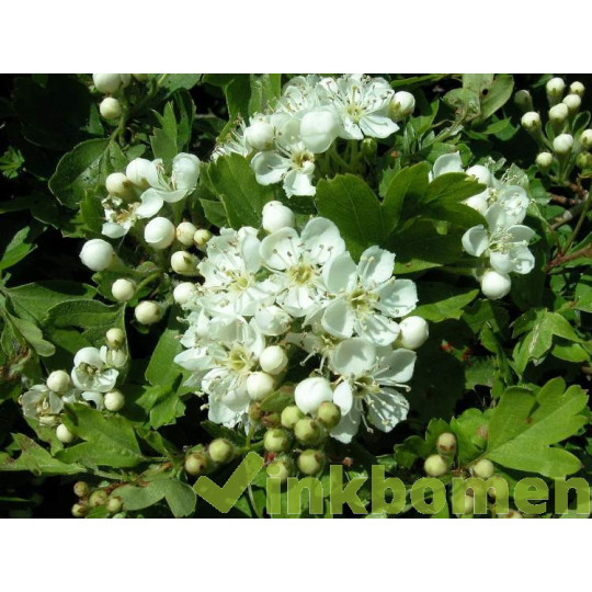 Crataegus monogyna, eenstijlige meidoorn