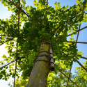 Dakbeuk, Carpinus Betulus